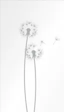HORI Glaszaun Glassichtschutz Tür inkl. Bohrungen Pusteblume 0