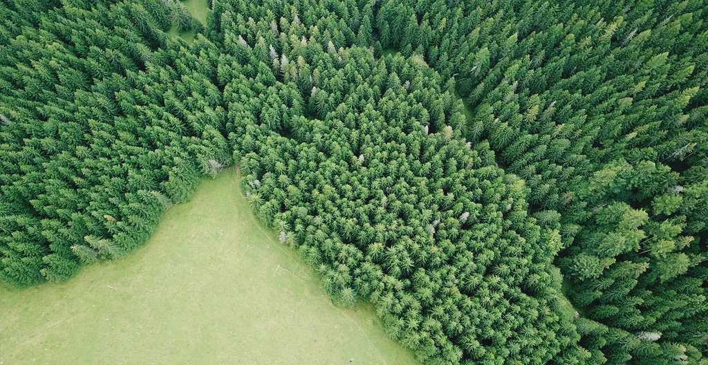 nachhaltige-forstwirtschaft.jpg
