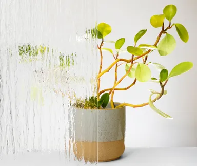 Licht & Harmonie Verglasung für Lichtausschnitt Silvit weiß 0